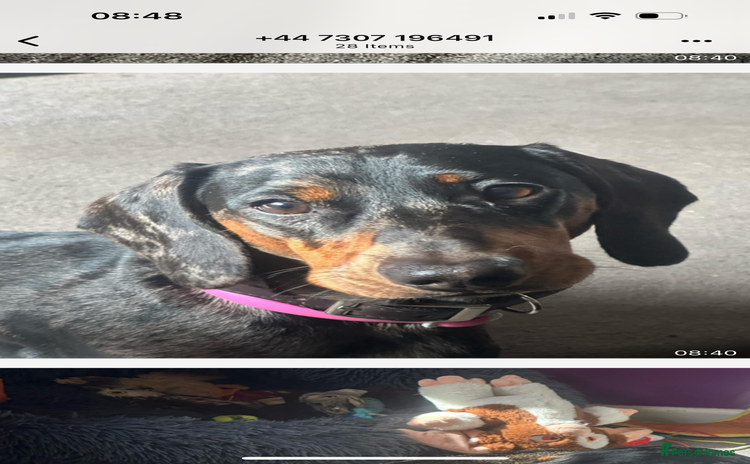 Dachshund dogs - Advert 2