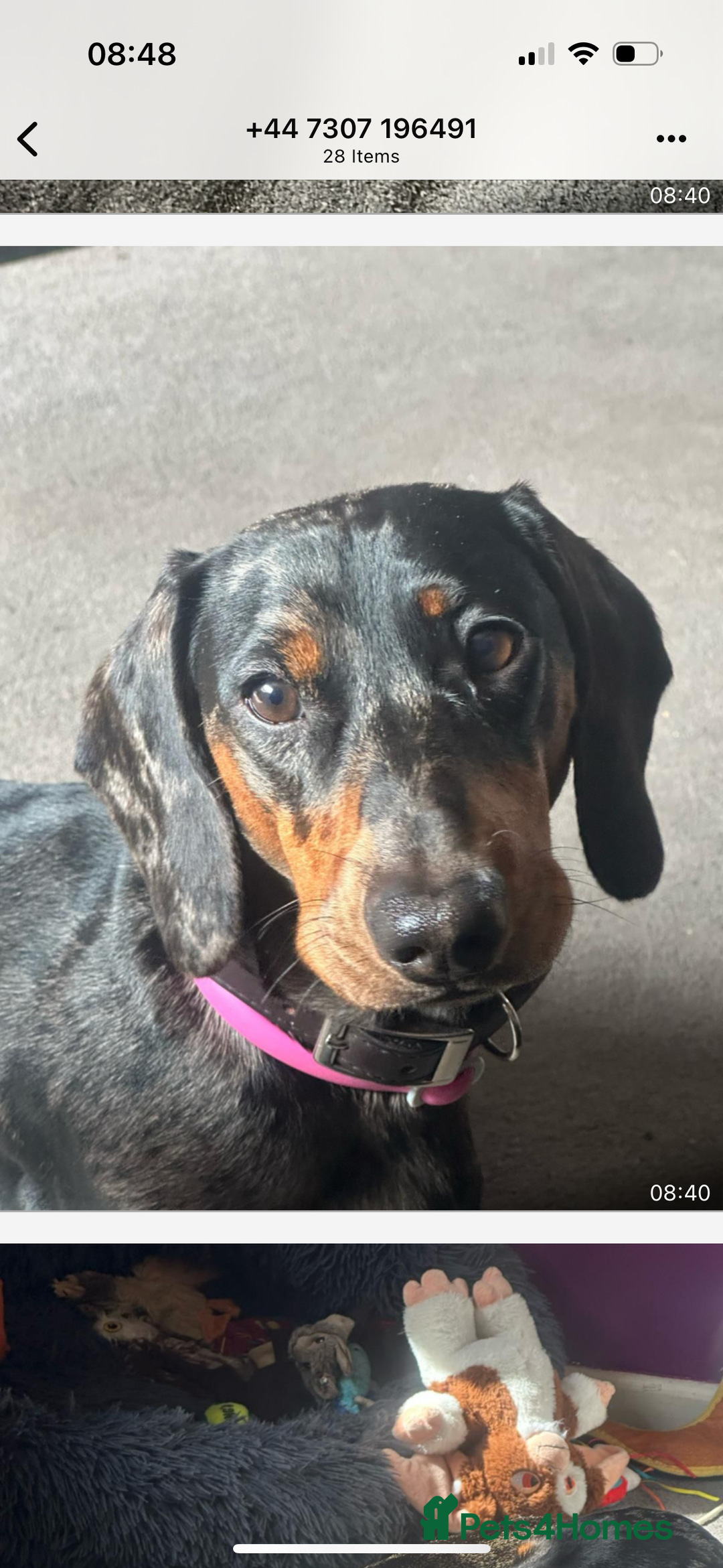 Dachshund dogs for stud: Stunning male standard dachshund for stud - Image 1