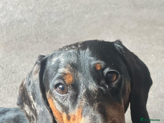 Dachshund dogs - Advert 1