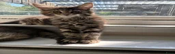 Maine Coon cats for sale: Maine coon kittens  - Advert 17