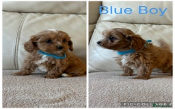 Cavapoo dogs for sale: Beautiful Cavapoo Puppy’s  - Advert 2