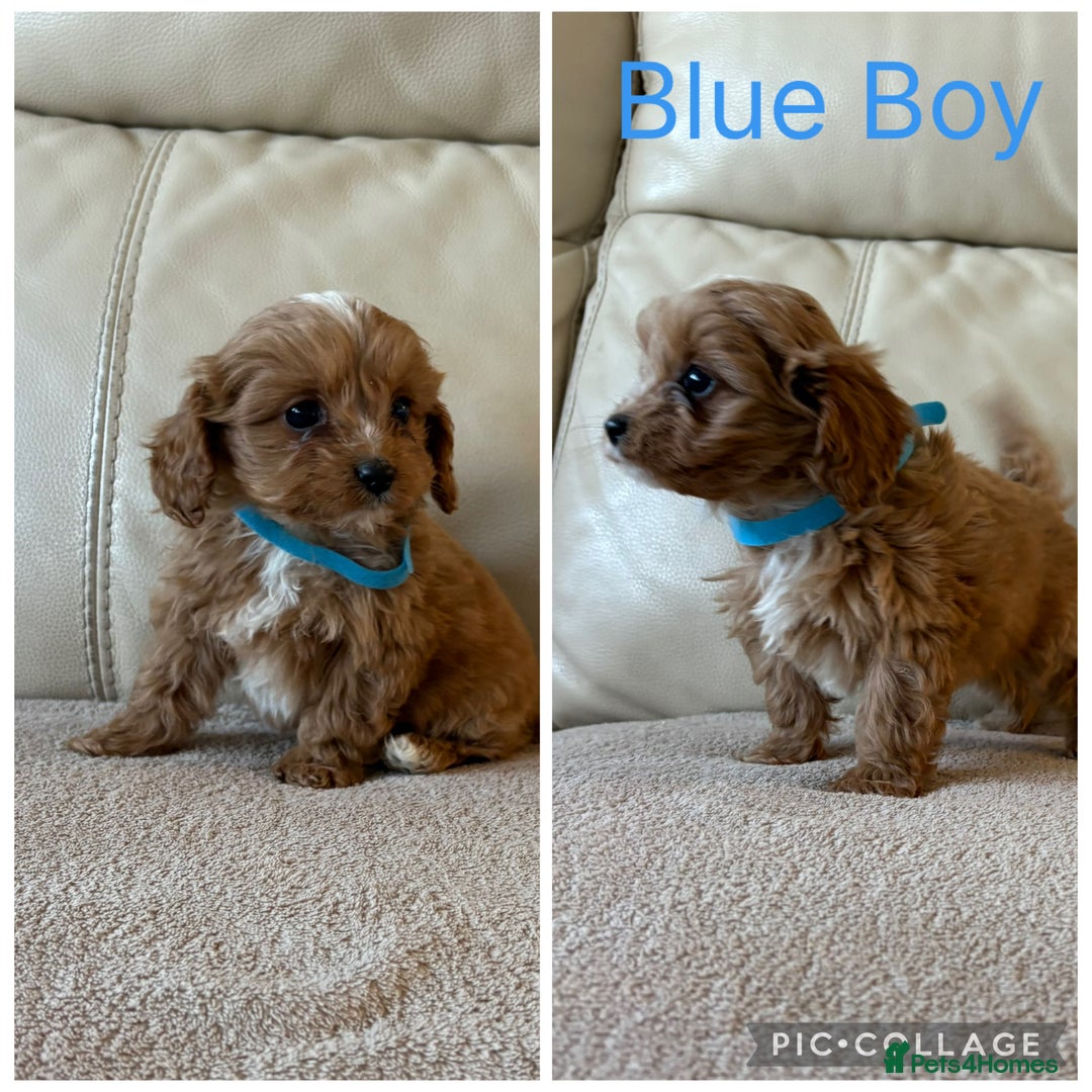 Cavapoo dogs for sale: Beautiful Cavapoo Puppy’s  - Advert 2