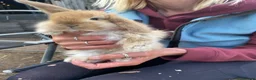 Mini Lop rabbits for sale: Mini Lop babies only 3 girls left - Advert 5
