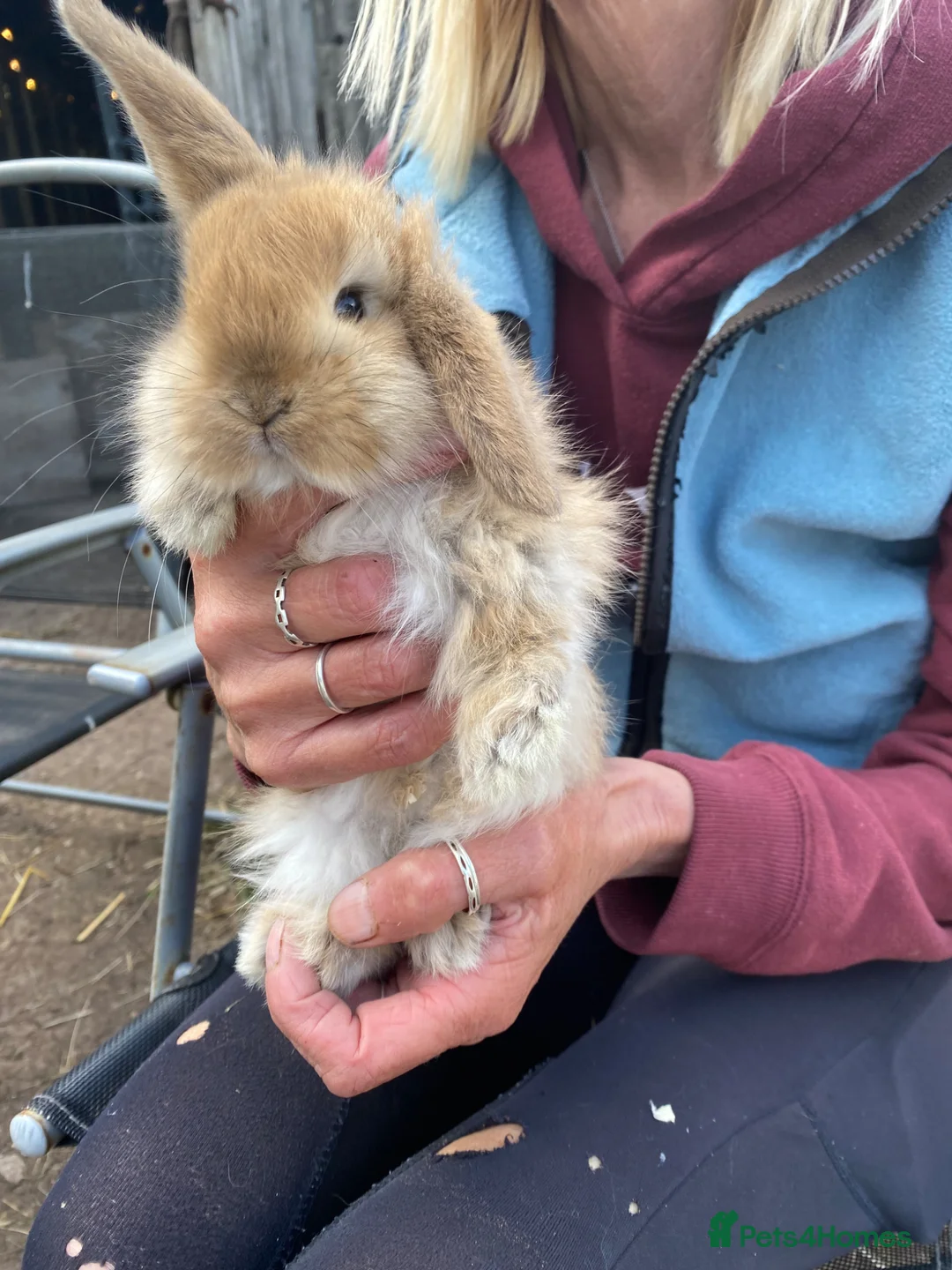 Mini Lop rabbits for sale: Mini Lop babies only 3 girls left - Advert 5