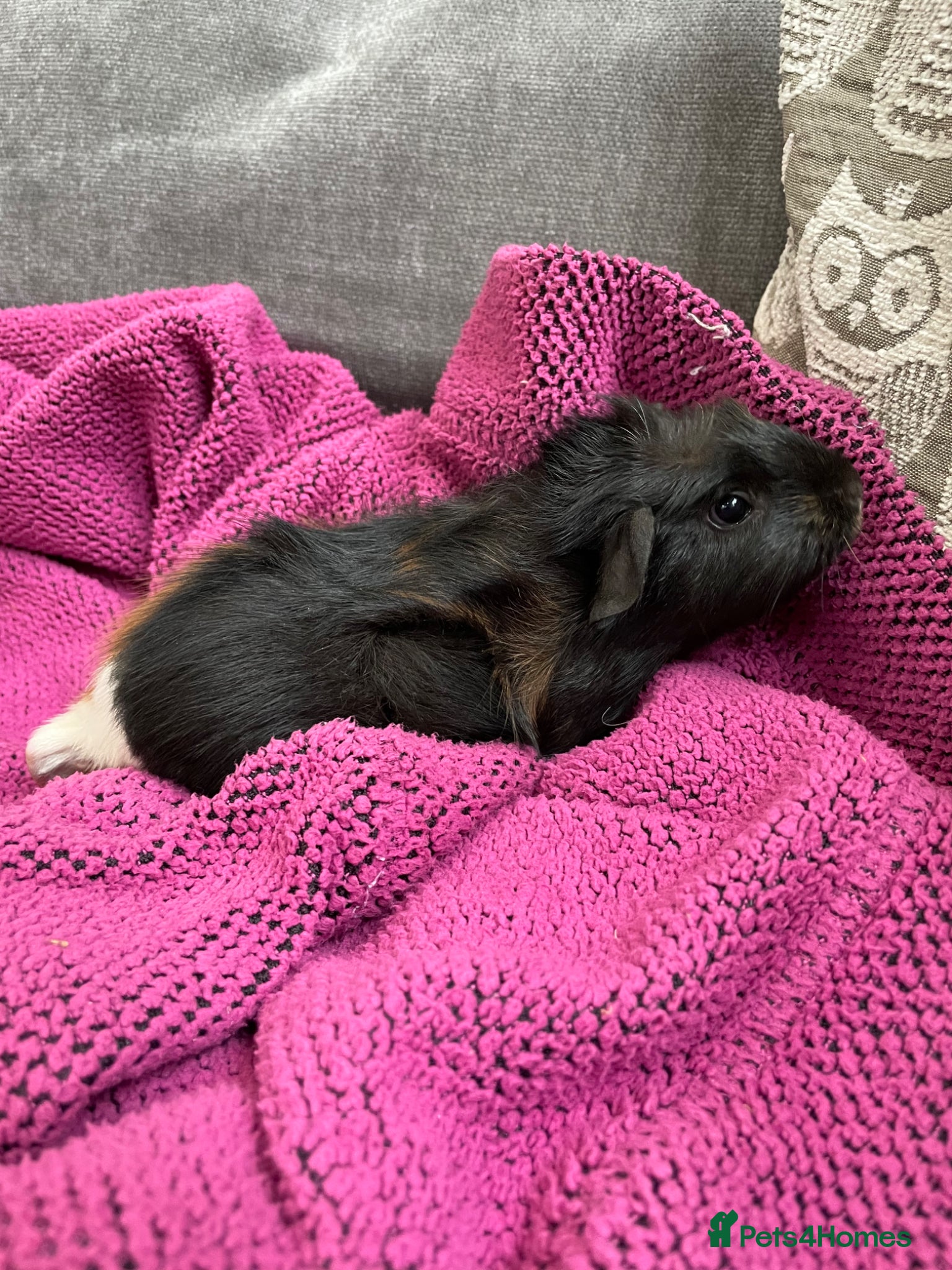 Guinea Pig rodents Gorgeous Female Guinea Pigs - Advert 2