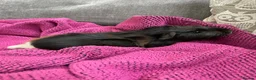 Guinea Pig rodents for sale: Gorgeous Female Guinea Pigs - Advert 4
