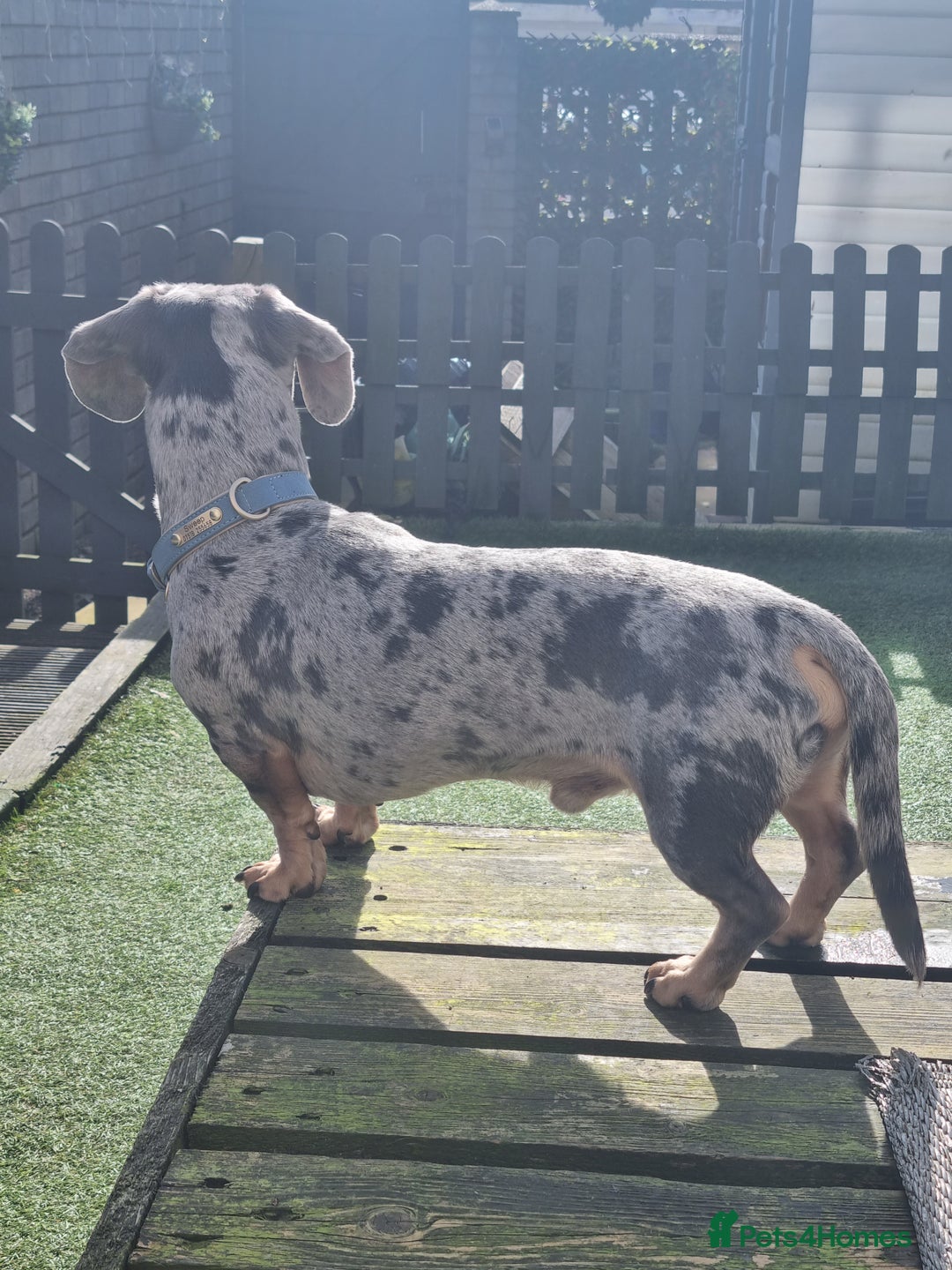 Dachshund dogs for stud: Kc Miniature smooth dacshund stud in Brierley Hill - Advert 4
