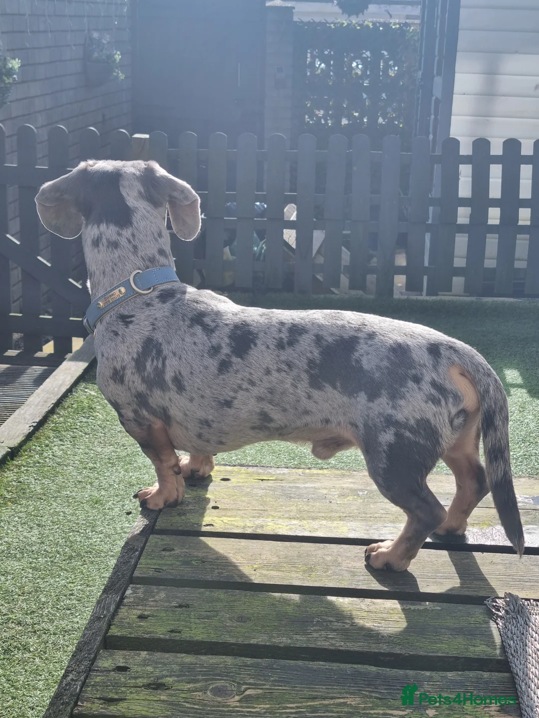 Dachshund dogs for stud: Kc Miniature smooth dacshund stud in Brierley Hill - Advert 4