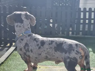 Dachshund dogs Kc Miniature smooth dacshund stud - Advert 9