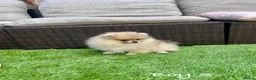 Pomeranian dogs for sale: Pure Teddy🐻Tiny🐾Outstanding 🏆 - Advert 16