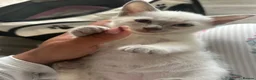 Siamese cats for sale: 3x Beautiful Pedigree Siamese Female Kittens - Advert 4