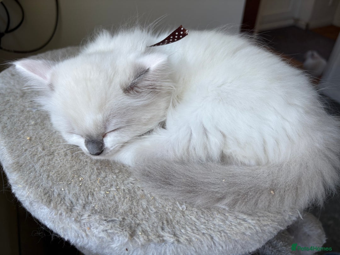 Ragdoll cats for sale: 5 Ragdoll kittens ready to go now  - Image 5