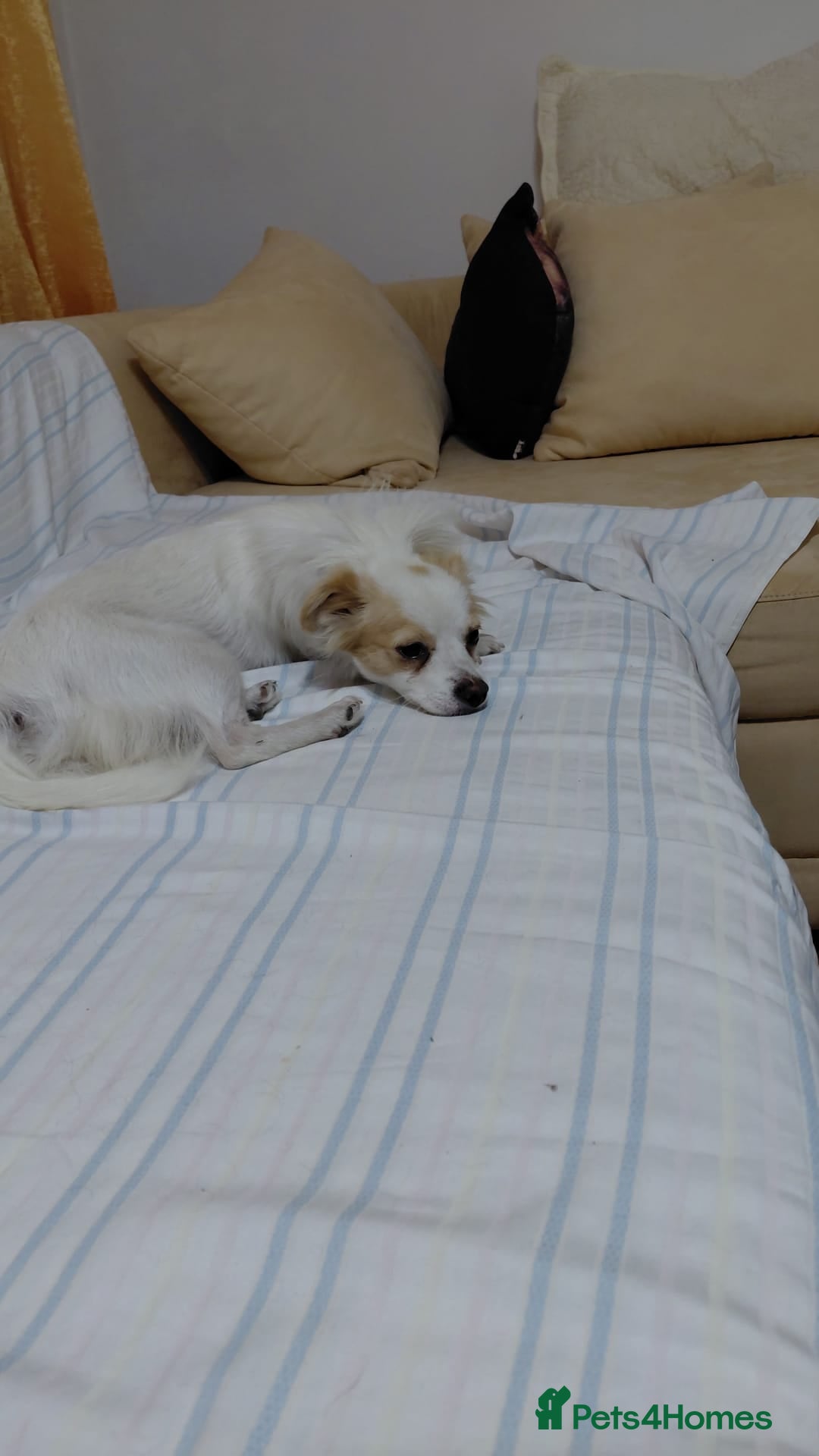 Mixed Breed dogs for adoption: NIVA - a Tiny, Beautiful Girl - for a Loving Home - Image 15