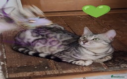 Bengal cats for sale: Reduced price only 2 boys left in Saint Helens - Image 9