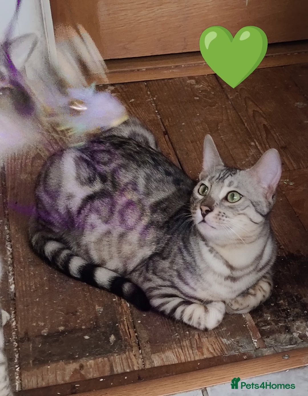 Bengal cats for sale: Reduced price only 2 boys left in Saint Helens - Image 9