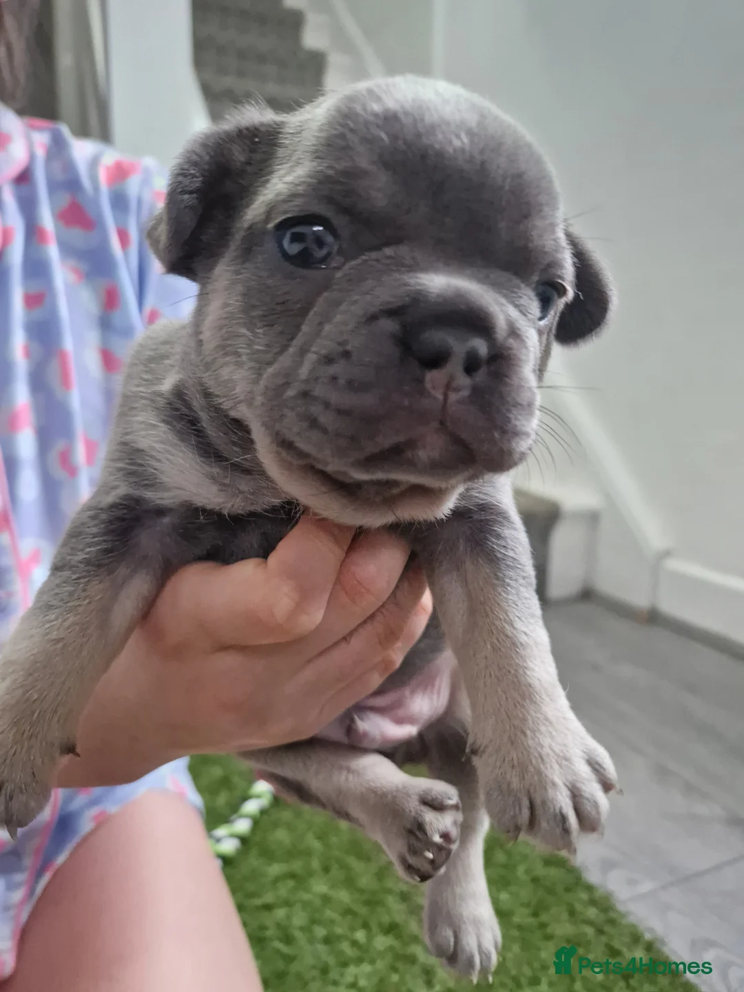 French Bulldog dogs for sale: 5 French Bulldog Pups, 3 Boys 🩵, 2 Girls 🩷 - Advert 13