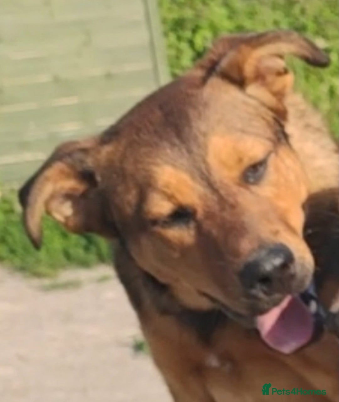 Mixed Breed dogs for sale: URGENT HOME NEEDED BY 03 JAN 2026 - Advert 6