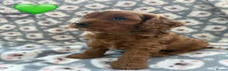 Cavapoo dogs for sale: Stunning Fox Red F1 Cavapoo Puppies H/C  - Advert 29