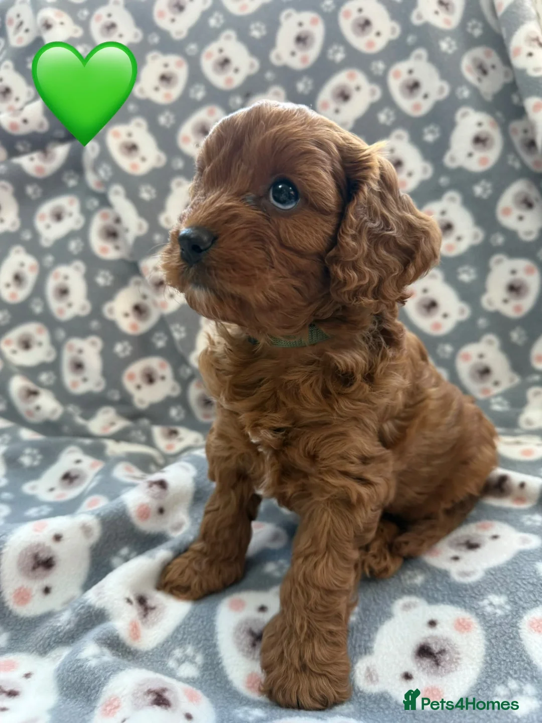 Cavapoo dogs for sale: Stunning Fox Red F1 Cavapoo Puppies H/C  - Advert 29