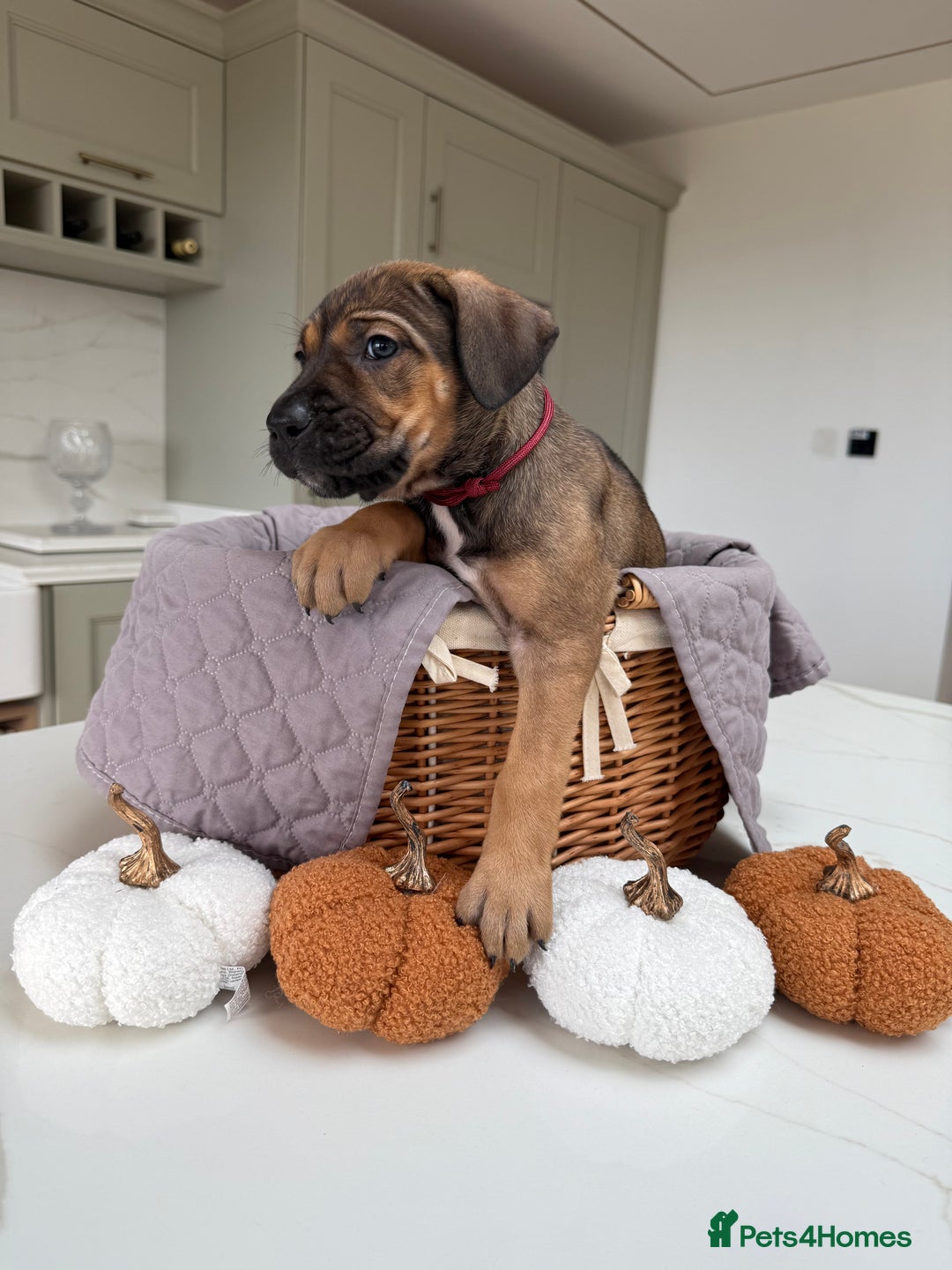 Cane Corso dogs for sale: Beautiful Cane Corso Puppies - Image 28