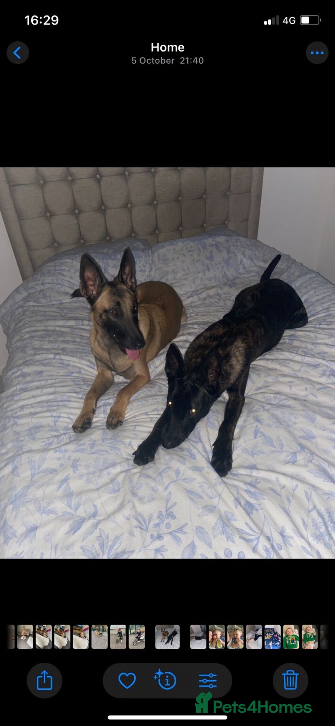 Mixed Breed dogs for sale: REHOME - 1 year old female Mali  - Advert 4