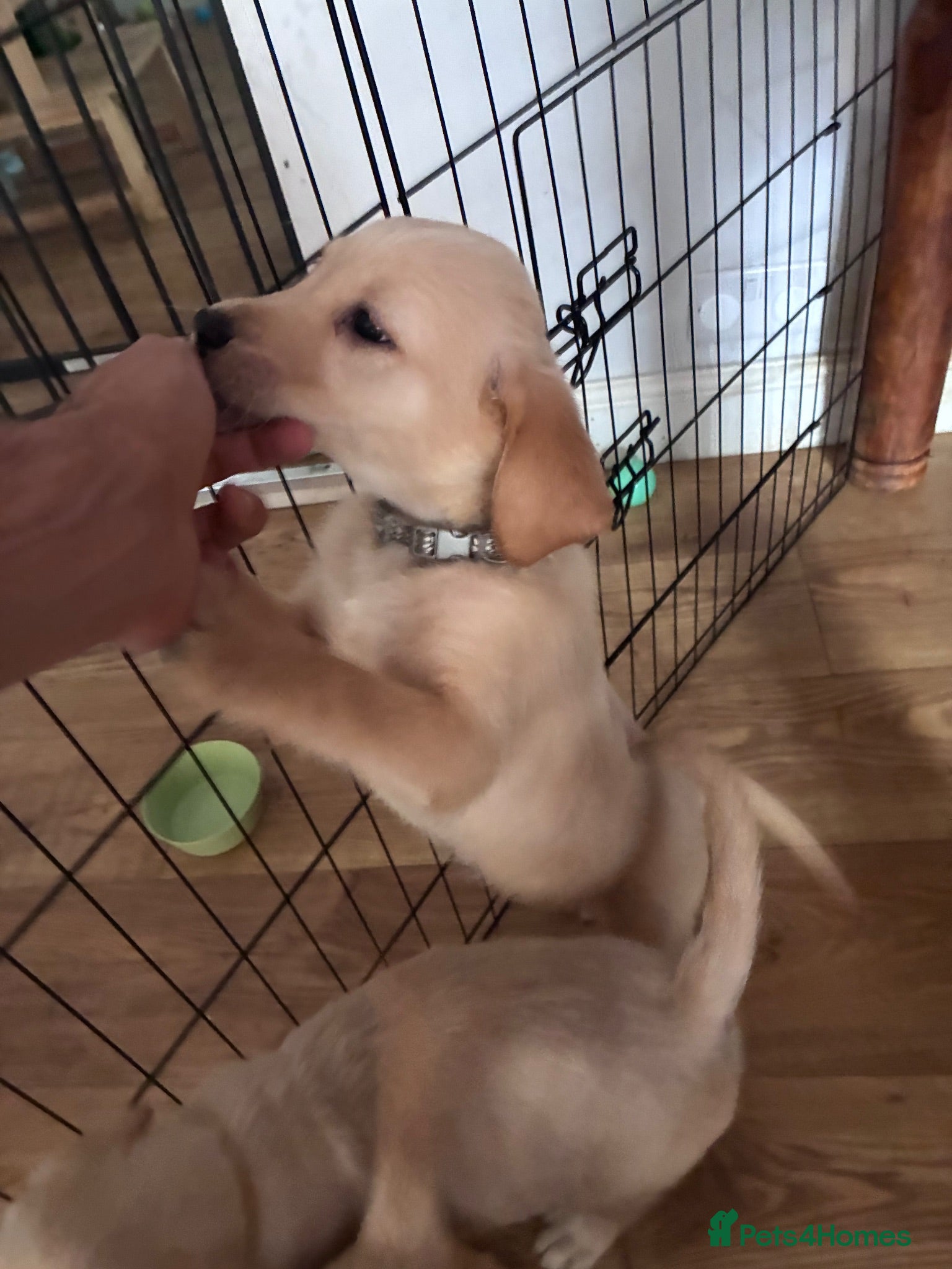 Goldador dogs Labrador x golden retriever ( goldador) - Advert 16