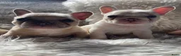 French Bulldog dogs for sale: French Bulldog Puppies - Advert 7