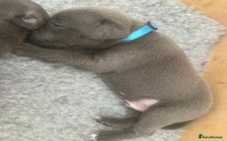 Staffordshire Bull Terrier dogs for sale: Blue Staffordshire Bull Terrier Puppies KC reg - Image 5