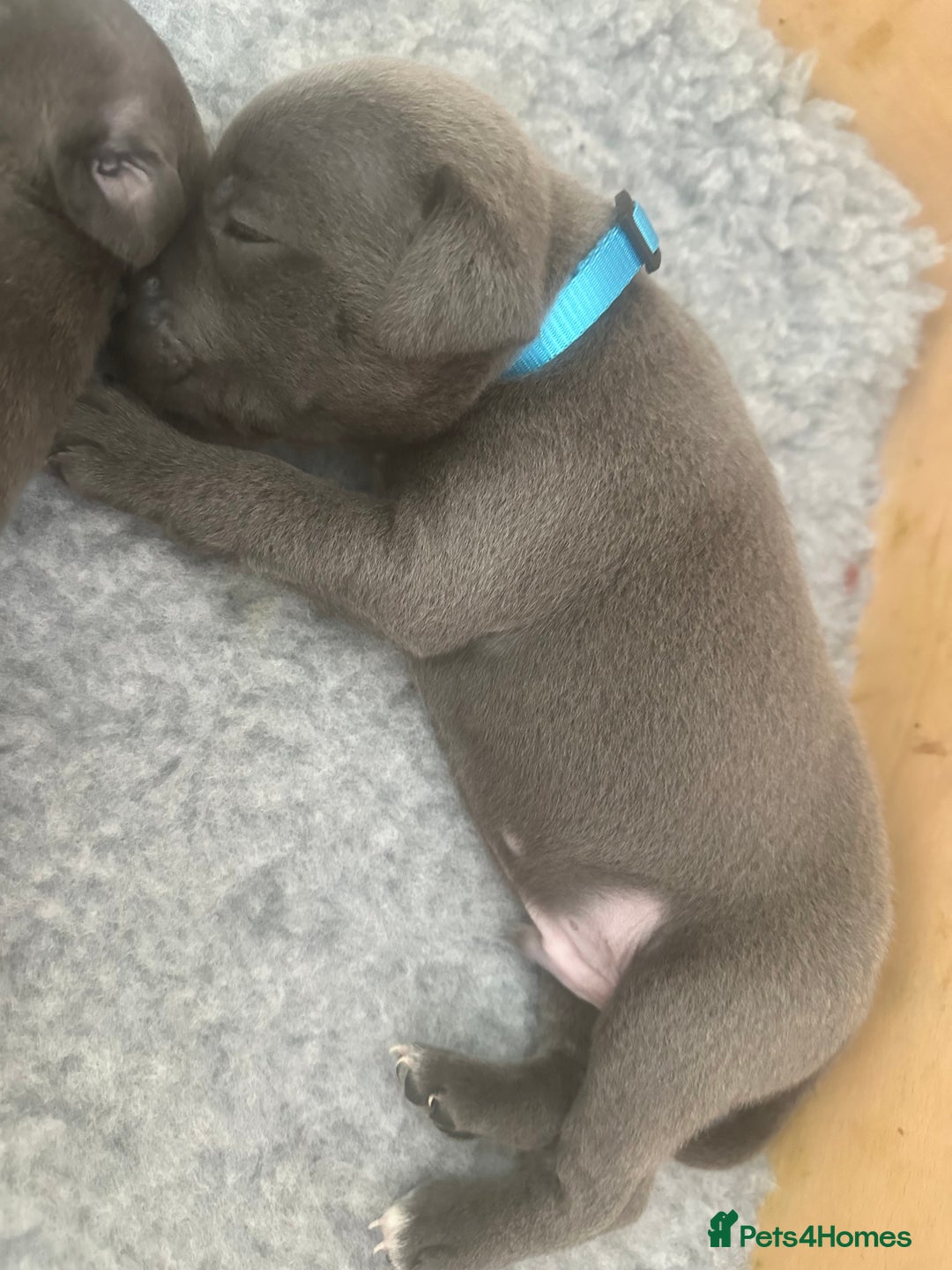 Staffordshire Bull Terrier dogs for sale: Blue Staffordshire Bull Terrier Puppies KC reg - Image 5