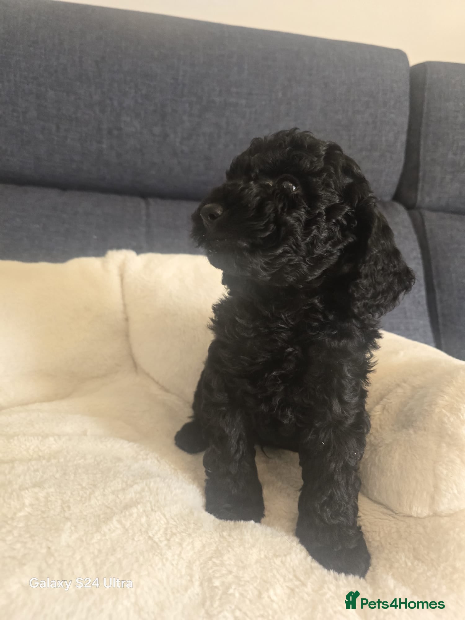 Labradoodle dogs Beautiful strong puppies f1bb - Advert 2