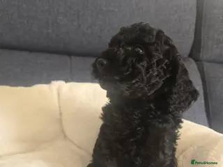 Labradoodle dogs Beautiful strong puppies f1bb - Advert 2