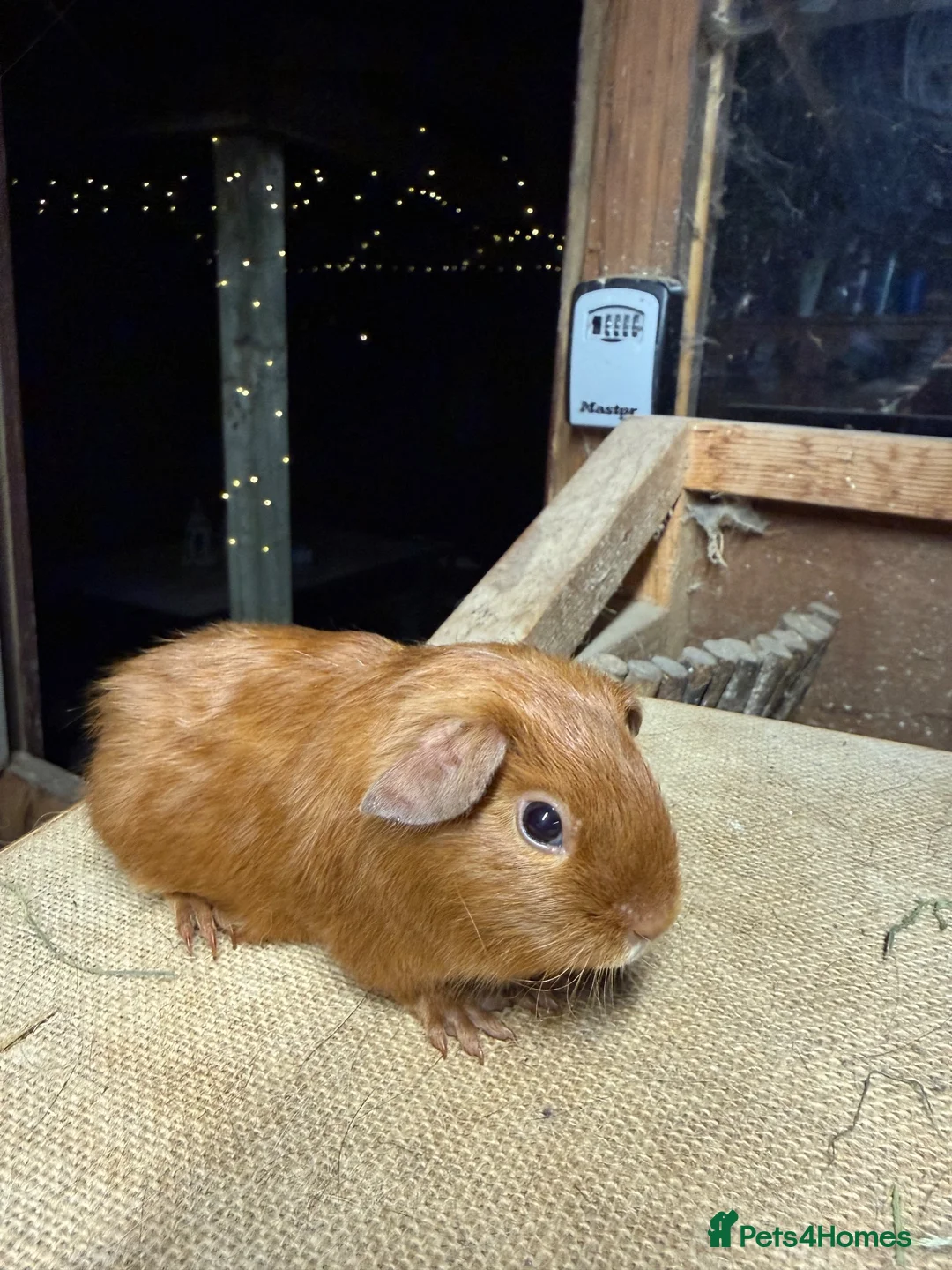Guinea Pig rodents for sale: Gold satin baby sow guinea pig  - Advert 1