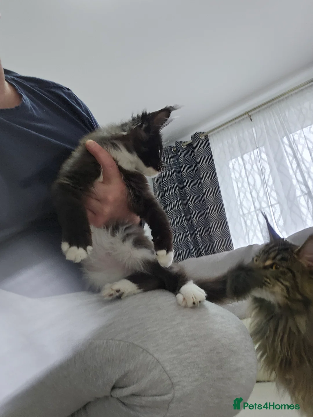 Maine Coon cats for sale: Giant Maine Coon  - Advert 3