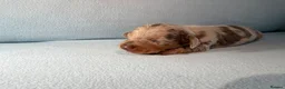 Miniature Dachshund dogs for sale: Longhair miniature dachshund  - Advert 8