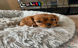 Cavalier King Charles Spaniel dogs for sale: Beautiful KC reg ruby puppies, home reared - Advert 12