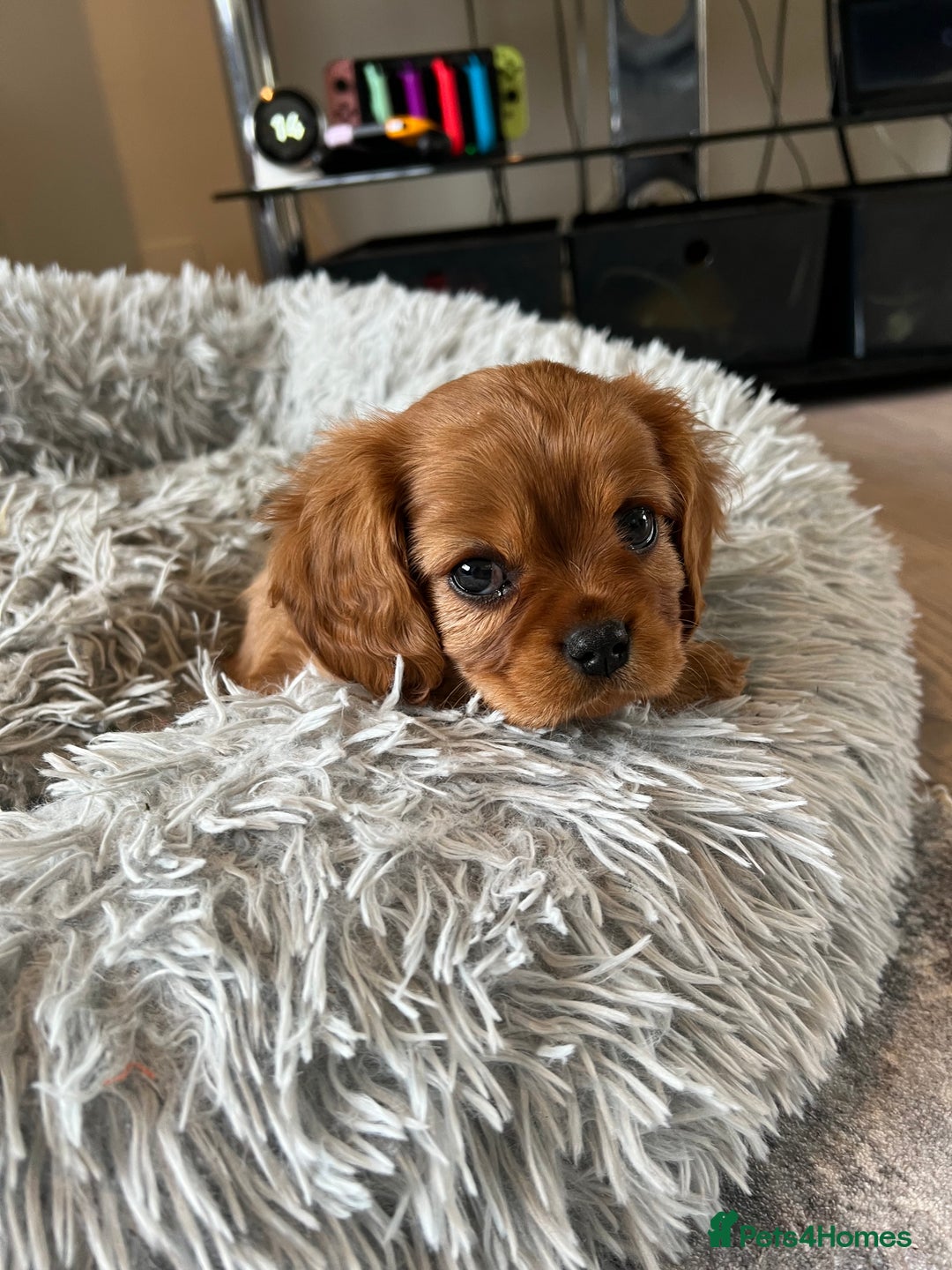 Cavalier King Charles Spaniel dogs for sale: Beautiful KC reg ruby puppies, home reared - Advert 12