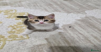 British Shorthair cats - Advert 16