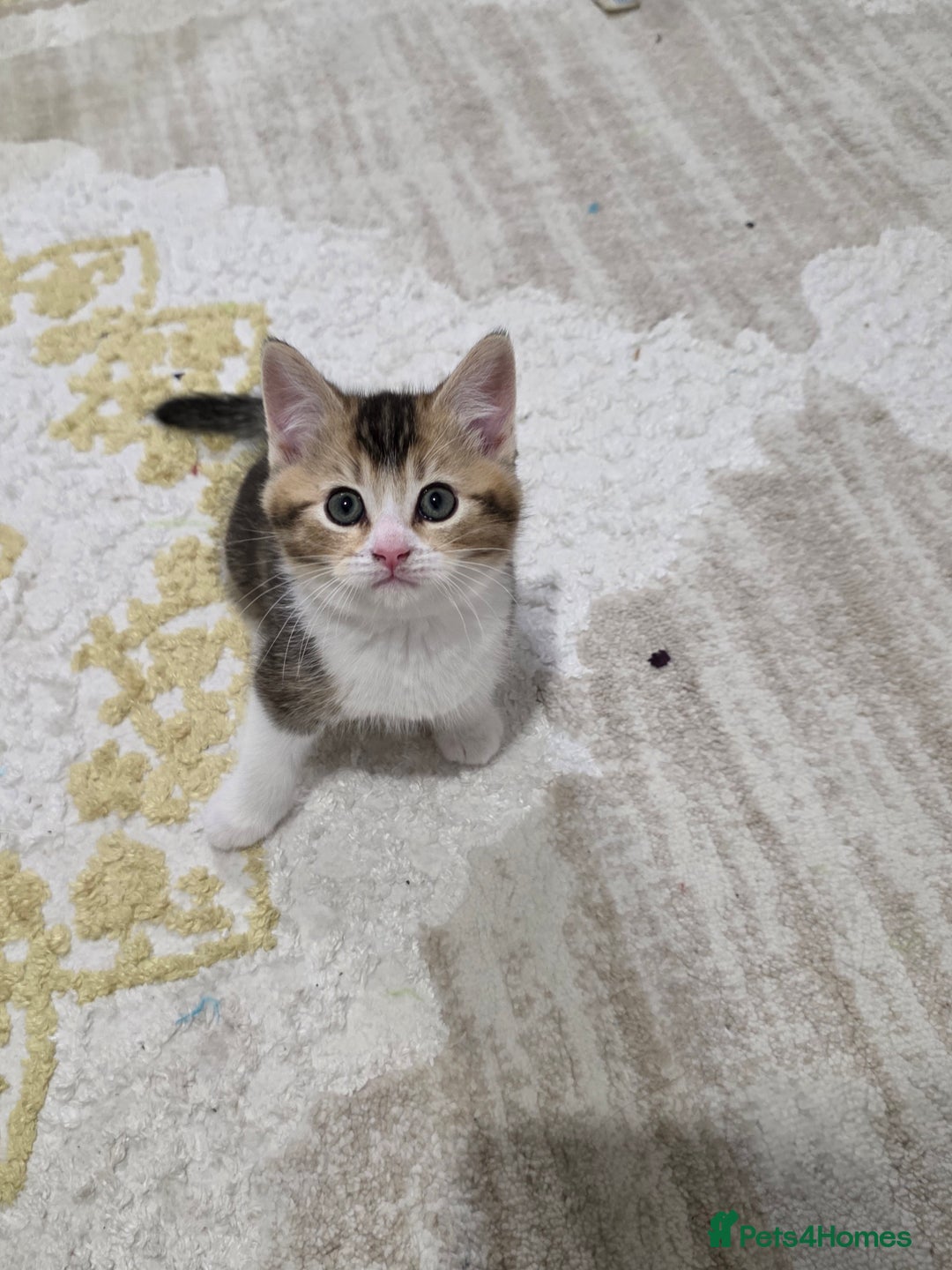 British Shorthair cats for sale: British short hiar - Image 2