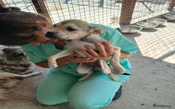 Mixed Breed dogs for adoption: Bugsy, approx 6 mnths. Available for adoption.  - Image 2