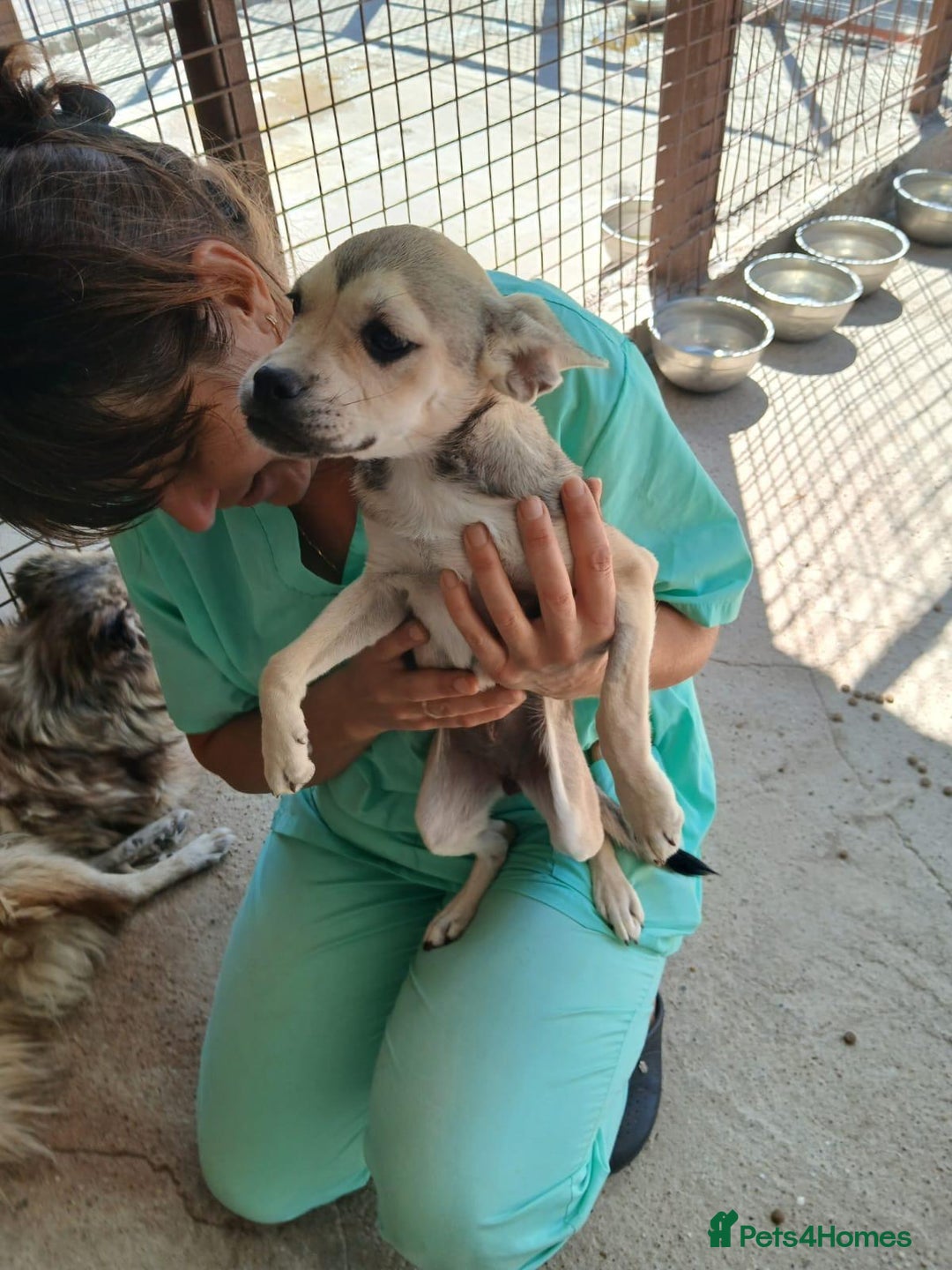 Mixed Breed dogs for adoption: Bugsy, approx 6 mnths. Available for adoption.  - Image 2