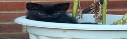Mixed Breed cats for sale: Ready to leave now !! Black & white kittens x5 - Advert 1