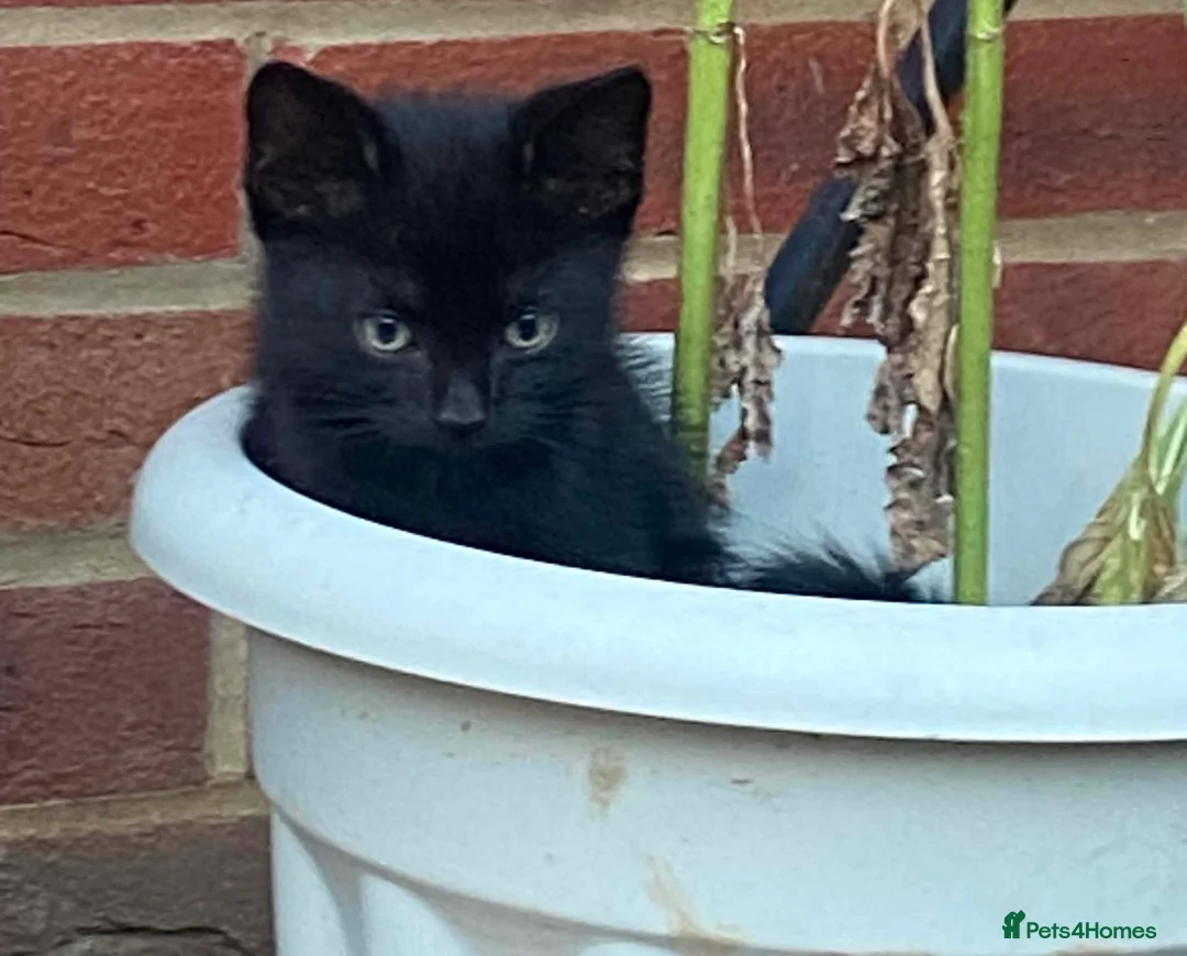 Mixed Breed cats for sale: Ready to leave now !! Black & white kittens x5 - Advert 1