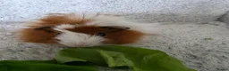 Guinea Pig rodents for sale: 2 boys rtl. - Advert 2