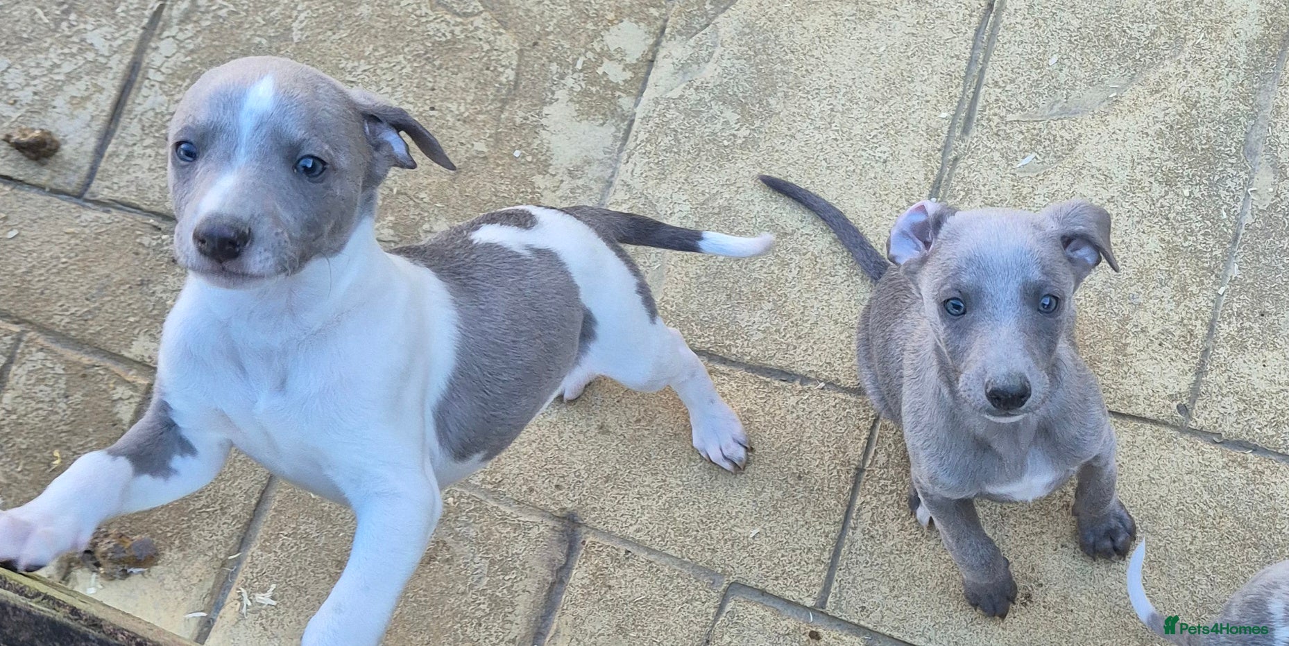 Whippet dogs Kc reg blue whippet pups  - Advert 5