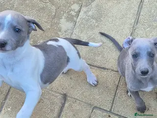 Whippet dogs Kc reg blue whippet pups - Advert 2