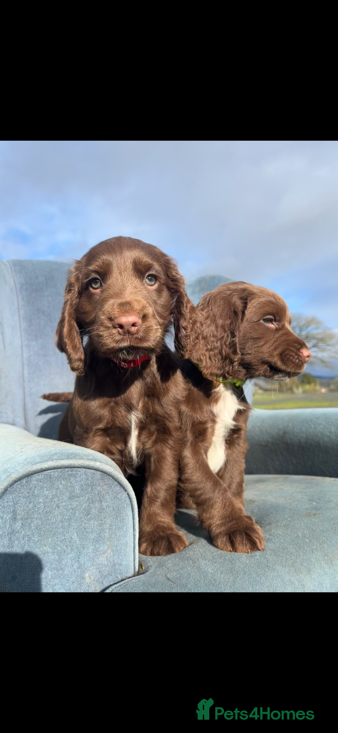 Cocker Spaniel dogs Ready to go✨Beautiful Cockerspaniels Puppies - Advert 2