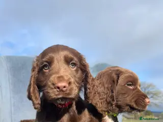 Cocker Spaniel dogs Ready to go✨Beautiful Cockerspaniels Puppies - Advert 2
