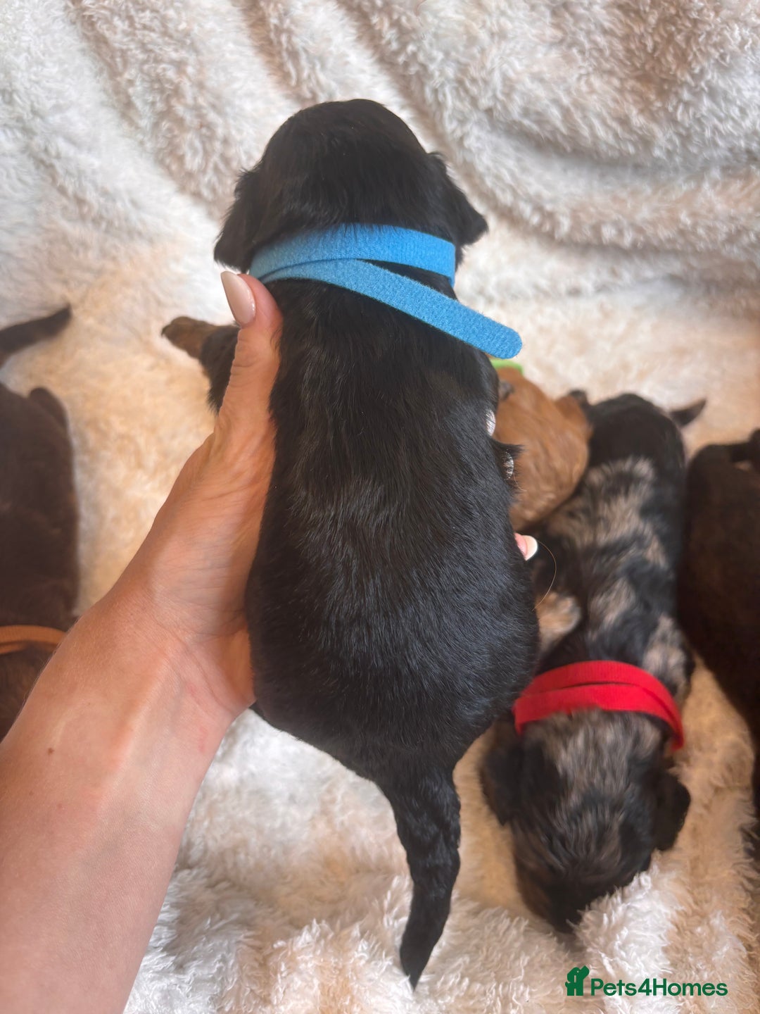 Irish Doodle dogs for sale: 🐾 F1 Beautiful Miniature Irish Doodle Puppies 🐾  - Image 6