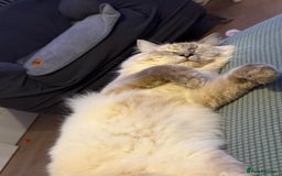 Ragdoll cats for sale: Meet casper - Image 1