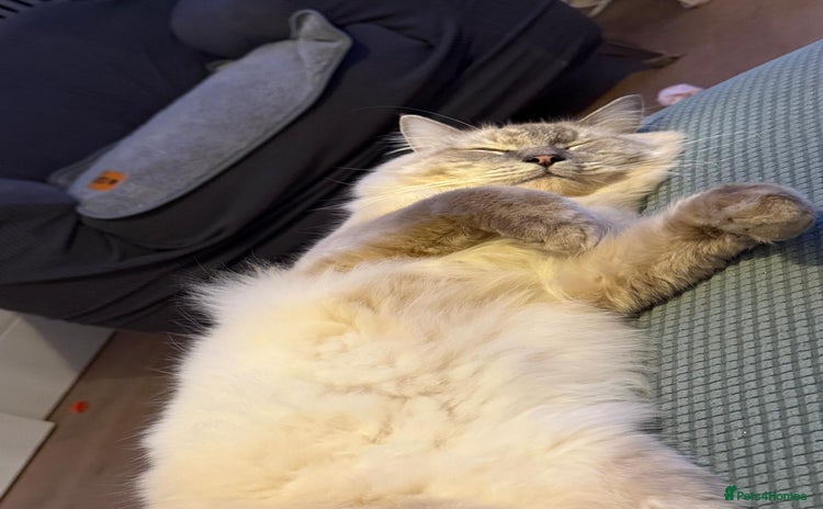 Ragdoll cats - Advert 3
